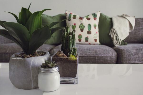 Cactus decorando sobre una mesa