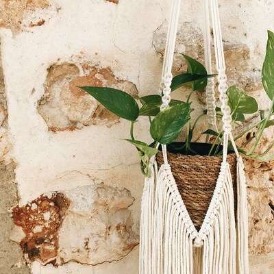 Decoración boho chic: plantas.