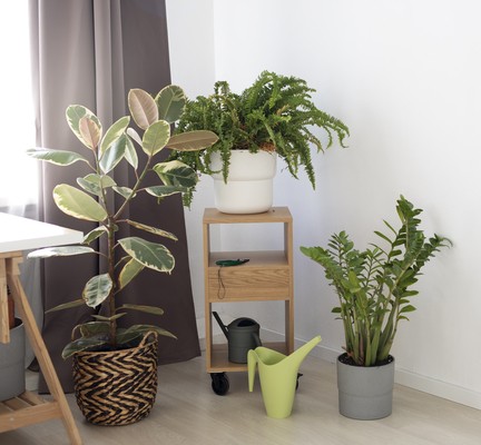 Decorar rincones salón: plantas.